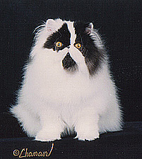 Catillak This Time Around
